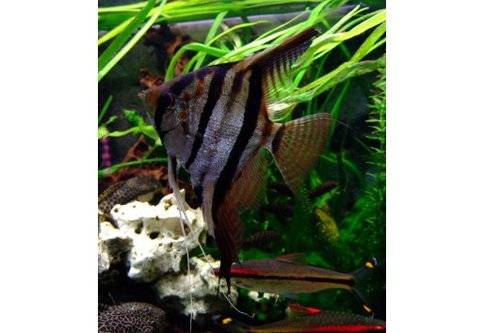 skalar xxl abzugben wildfang prachtvolles tier