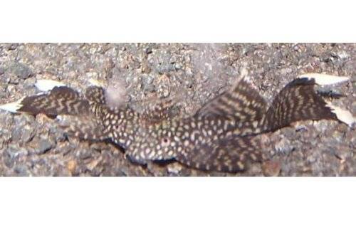 schleier ancistrus gr��e m l