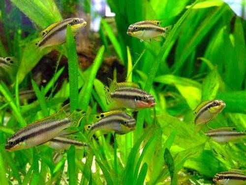 pelvicachromis taeniatus smaragd prachtbarsch