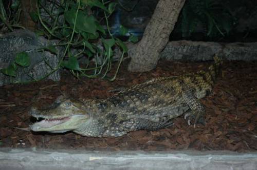 brillencaiman caiman crocodilus