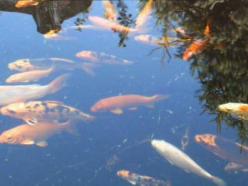 japan koi eigene nachzucht