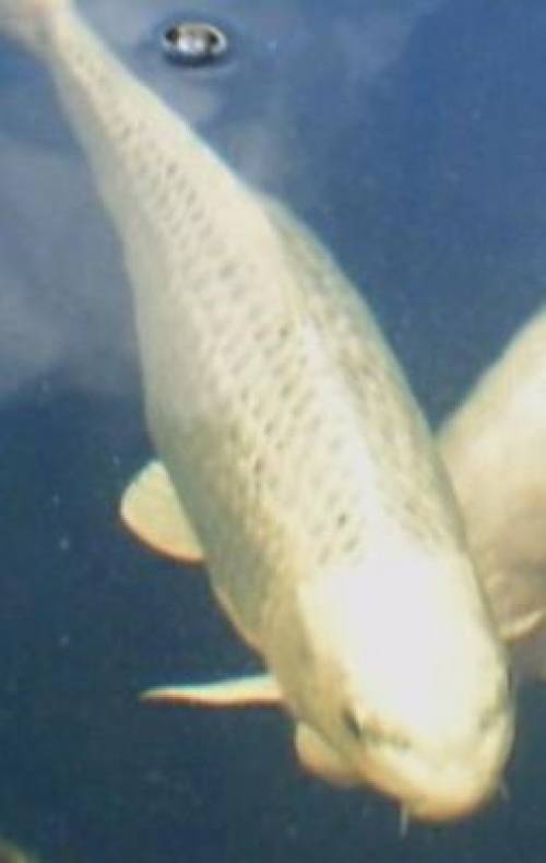 kawarimono matsuba koi