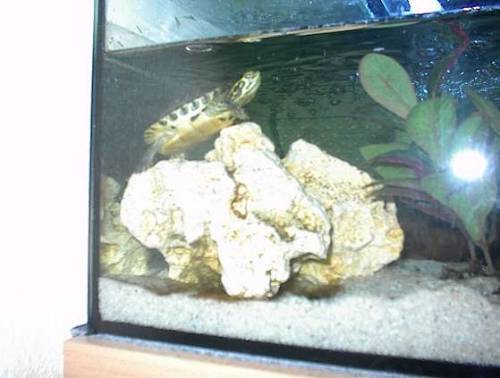 zwei gelbwangenschildkr�ten