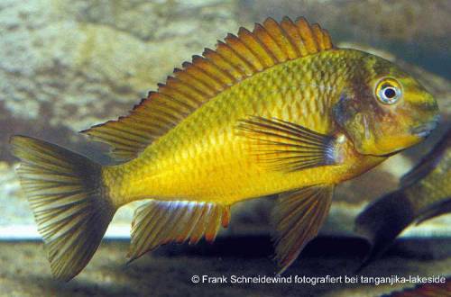 tropheus moorii wfnz