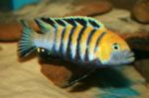 malawi fische aus hobbyzucht