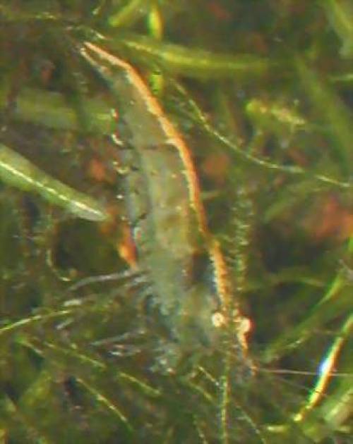 algenproblem i aquarium x rotr�ckengarnelen