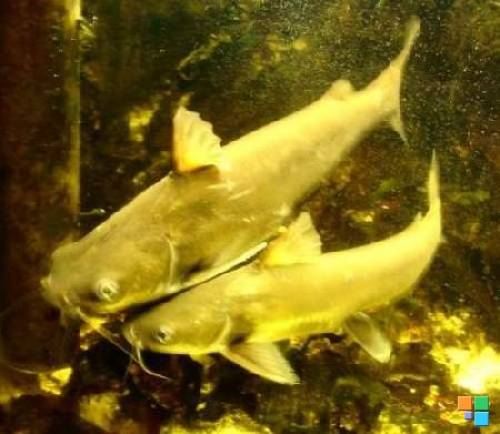 hexanematichthys arius seemanii kreuzwelse