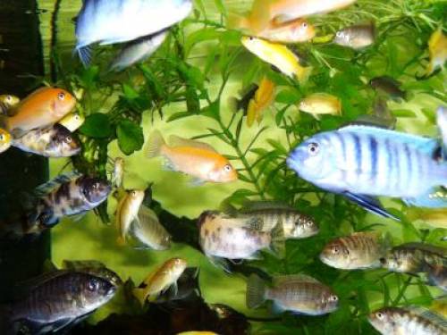 malawibuntbarsche aus hobbyzucht