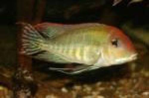 geophagus species red cheek