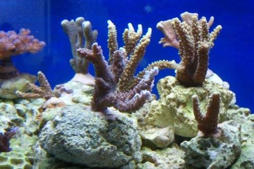 steinkorallen aus hobbyzucht