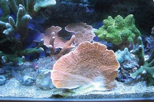 montipora hodsgoni rot f�chrig wachsend