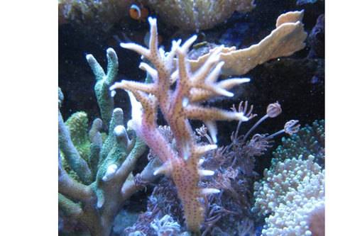 seritopora hystrix verschiedene gr��en