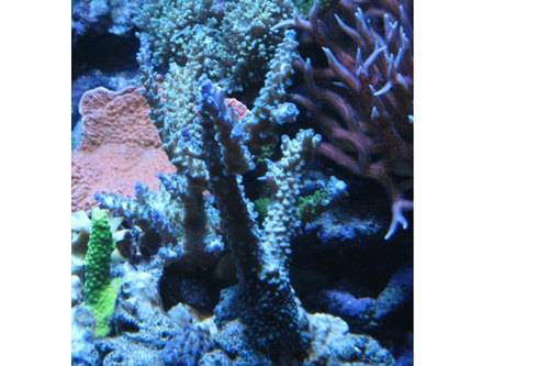 acropora sp blau verschiedene gr��en
