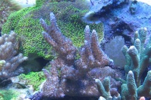 acropora selago braun