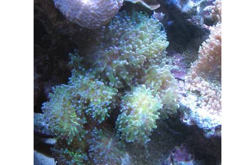 euphyllia divisa verschiedene gr��en