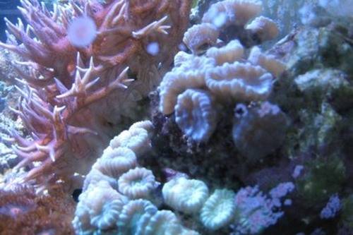 caulastrea furcata gr�n oder violett