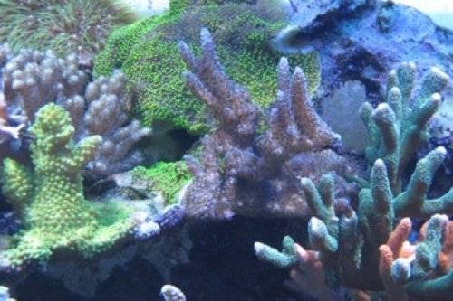 steinkorallen verschiedene arten g�nstig abzugeben