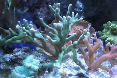 montipora digitata leuchtend gr�n