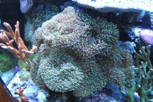 ricordeas gr�n schimmernd