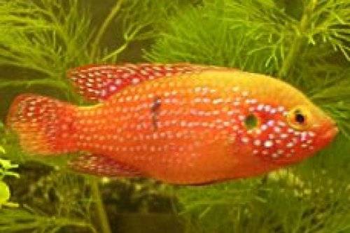 junge rote lifalili buntbarsche
