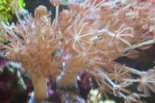 pumpende xenien korallen ableger ab