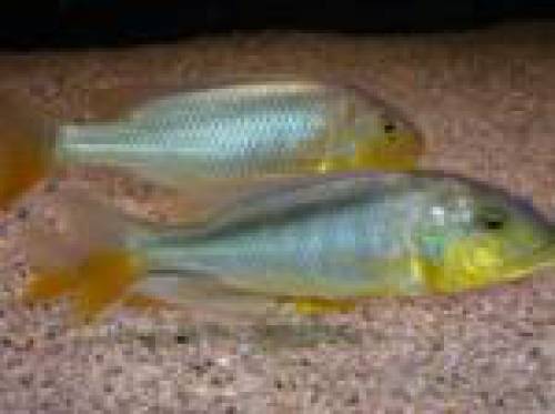 buccochromis rhoadesii yellow