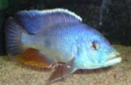  nimbochromis polystigma aus hobbyzucht