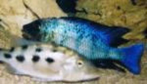 fossorochromis rostratus