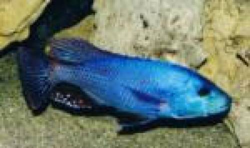 nimbochromis fuscotaeniatus