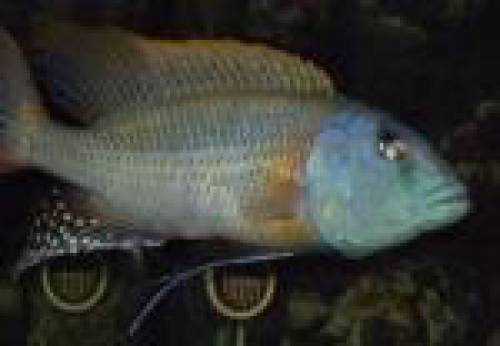 buccochromis rhoadesii yellow