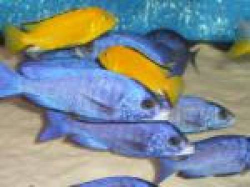 placidochromis phenochilus mdoka aus hobbyzucht