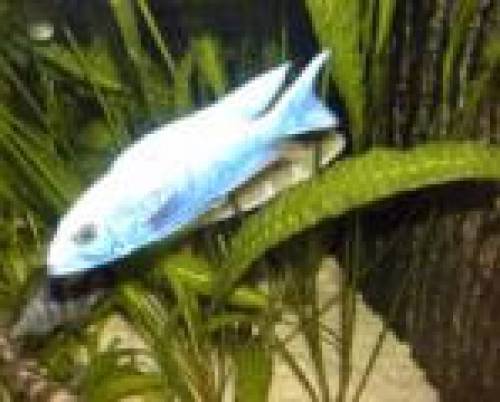 sciaedochromis ahli iceberg u fyeri