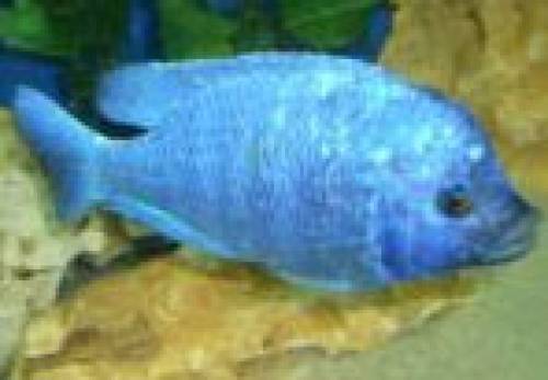 placidochromis phenochilus tanzania