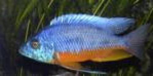 protomelas spilonotus tanzania