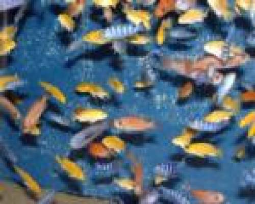 viele bunte mbuna s in gro� und klein aus hobbyzucht