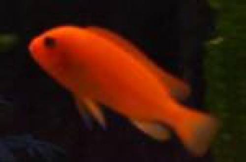 pseudotropheus esterae red