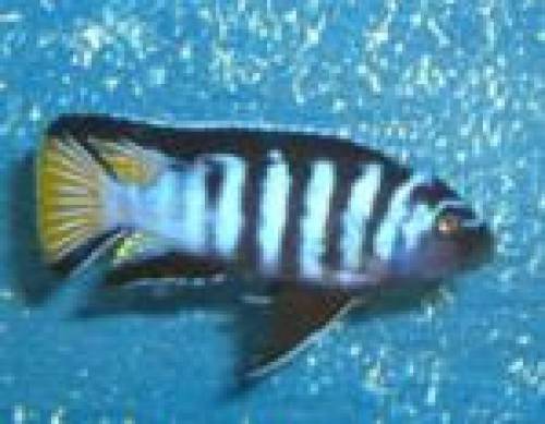 pseudotropheus elongatus mpanga aus hobbyzucht