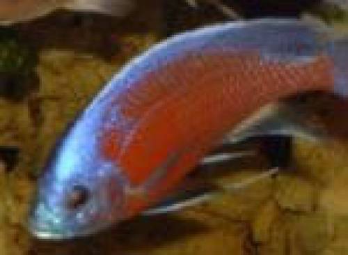 copadichromis kadango red fin