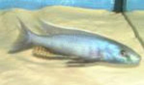 champsochromis caeruleus