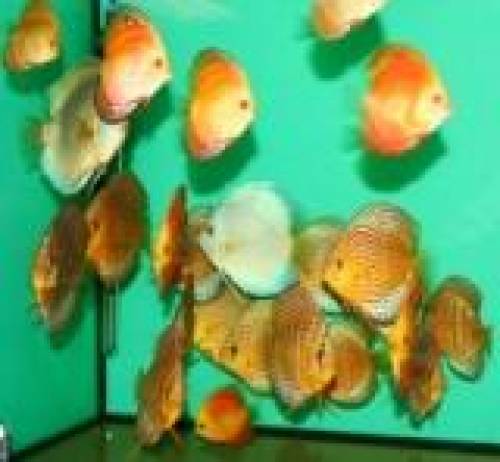 eigene top diskus nz