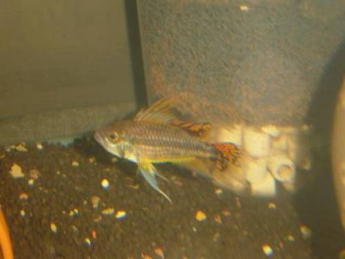 kakaduzwergbuntbarsch paare