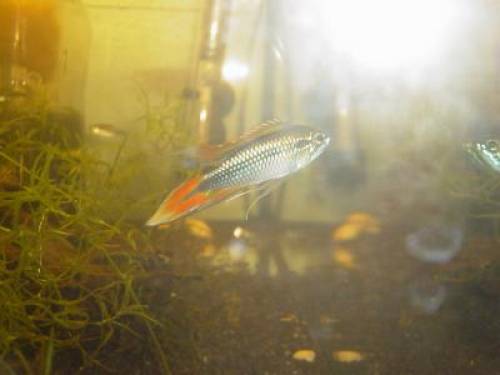 agassiz buntbarsch paare