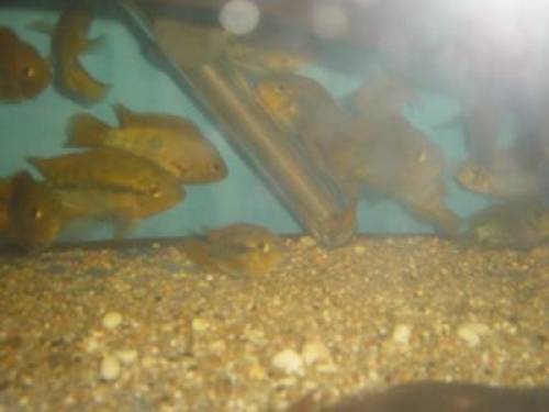 regen bogencichliden