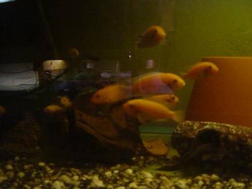 pseudotropheus orange