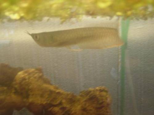 arowana gabelbart selten
