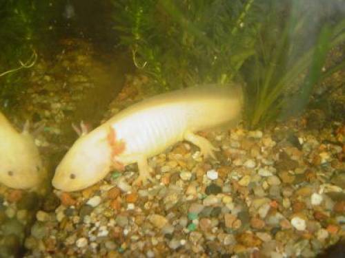 axolotl albino molch cm