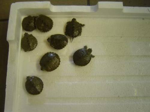 h�ckerschildkr�ten