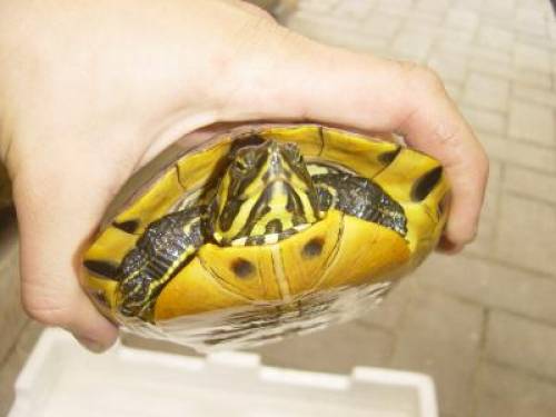 gelbwangenschmuckschildkr�ten