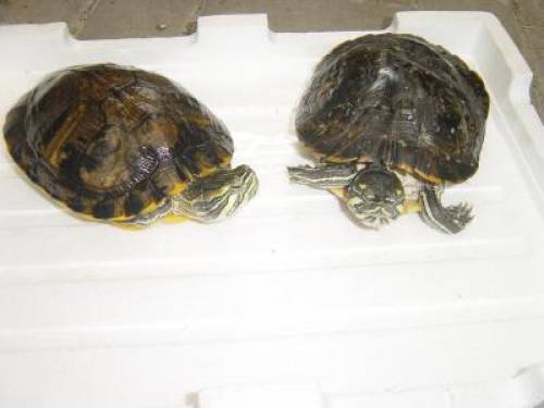 gelbwangenschmuckschildkr�ten