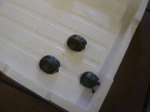 gelbwangenschmuckschildkr�ten babies